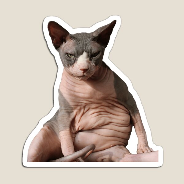 Hairless Fat Cat 