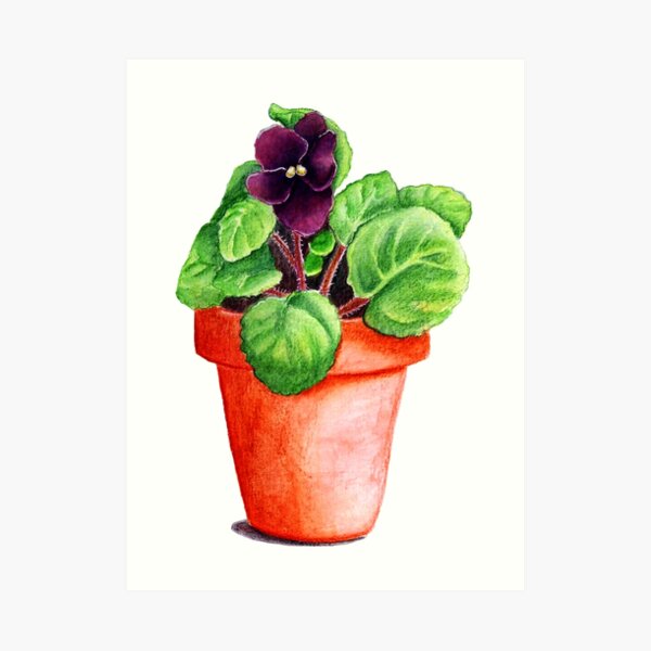 Violet Art Print
