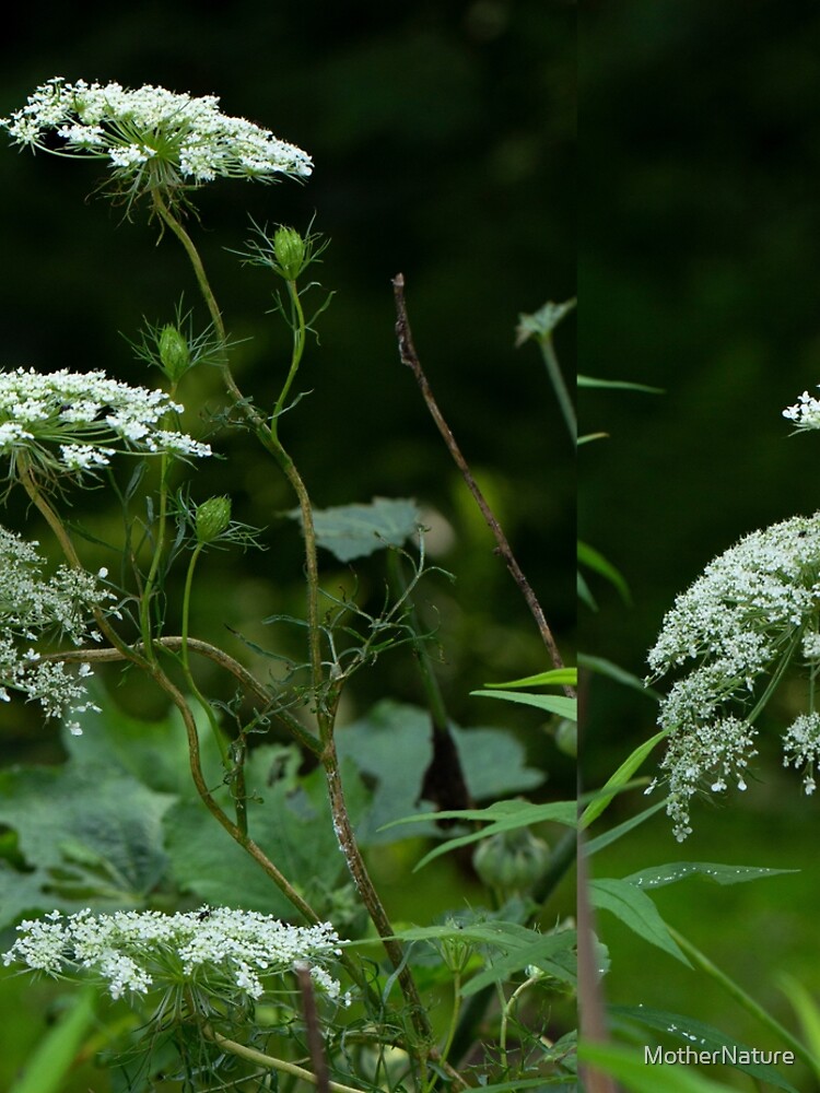 Queen Anne's Lace Wildflower - Daucus carota by MotherNature