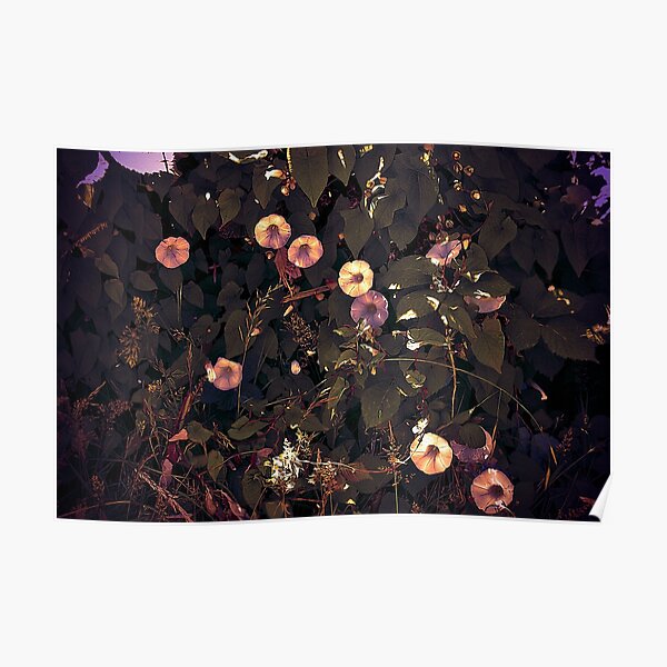 Flowers Everywhere! Poster