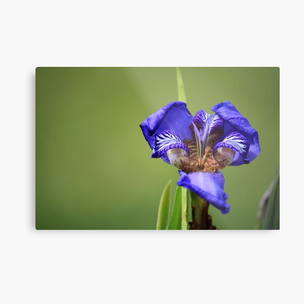 Iris Close-up Metal Print