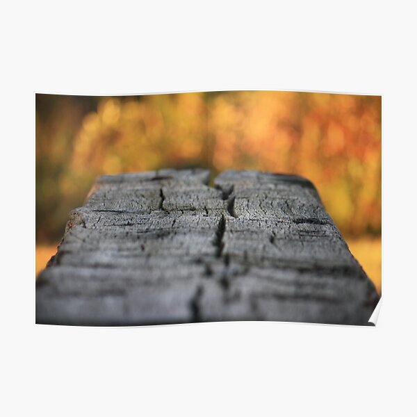 Bench in Autumn Poster