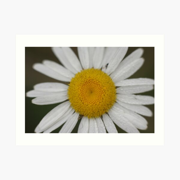 Dew Covered Daisy Center Art Print