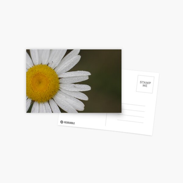 Dew Covered Daisy Edge Postcard