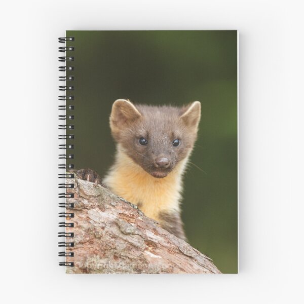 Item preview, Peeking Pine marten designed and sold by blackislehides.