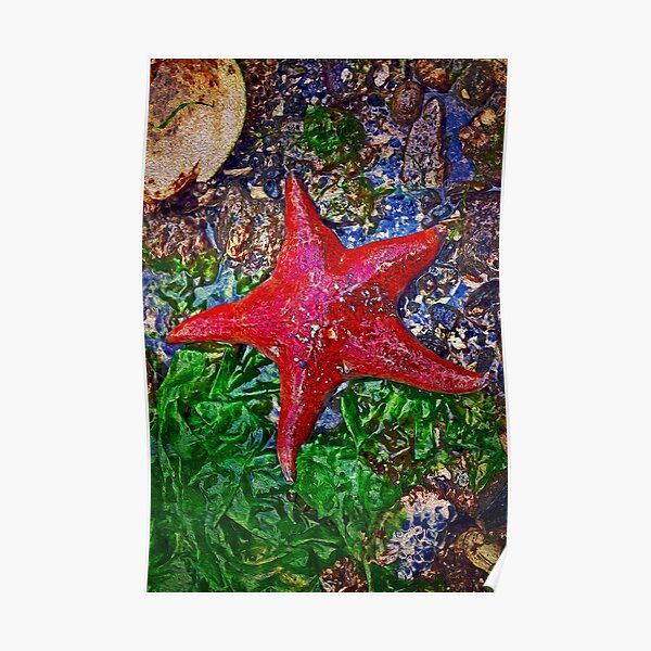 Starfish Poster
