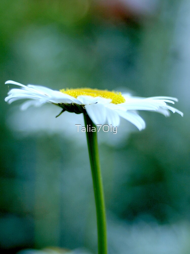 "Daisy, Daisy Give Me Your Answer Do..." by Talia7Oly Redbubble