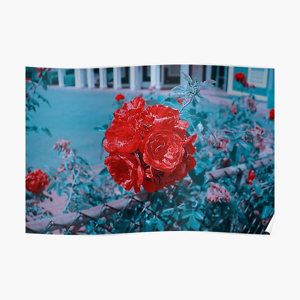 Rose Poster