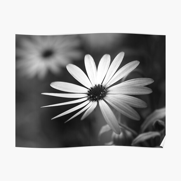 Daisy Mono II Poster