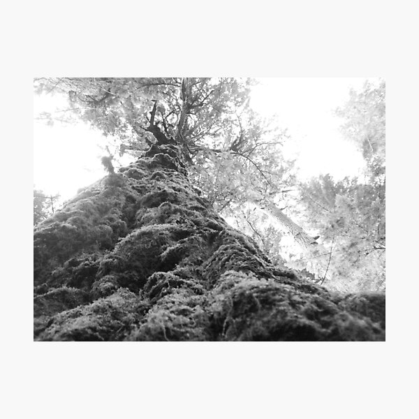 Item preview, Stairway to Heaven - Cathedral Grove - Vancouver Island designed and sold by Samantha Zroback.