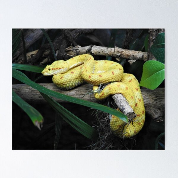 Item preview, Eyelash Viper designed and sold by kirstybush.