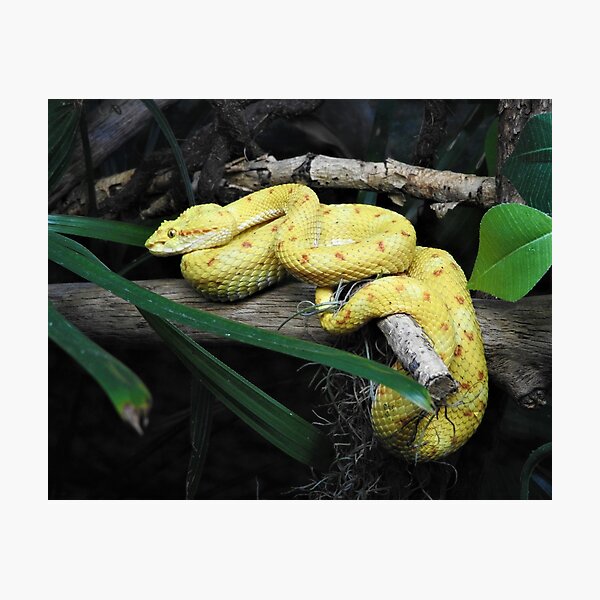 Item preview, Eyelash Viper designed and sold by kirstybush.