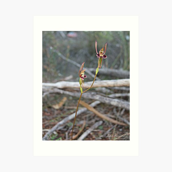 Hare Orchid Art Print