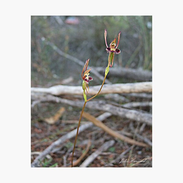 Hare Orchid Photographic Print