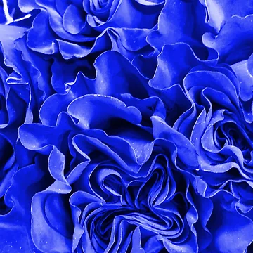 Artwork thumbnail, Blue Roses by Raymond Gilford