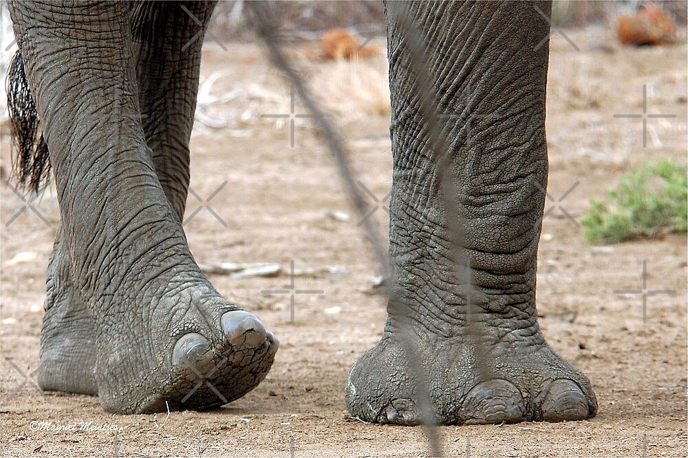 "DID YOU KNOW ELEPHANT FOOT AFRICAN ELEPHANT" by Magriet Meintjes