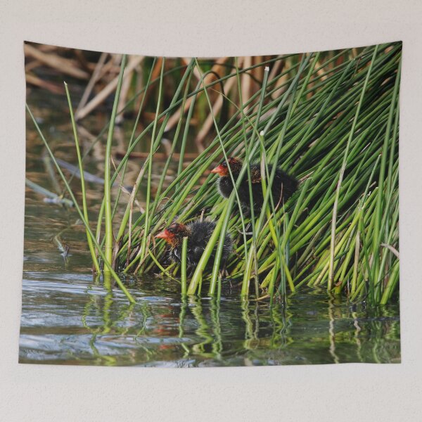 Item preview, Coot Chicks designed and sold by Alyce Taylor.