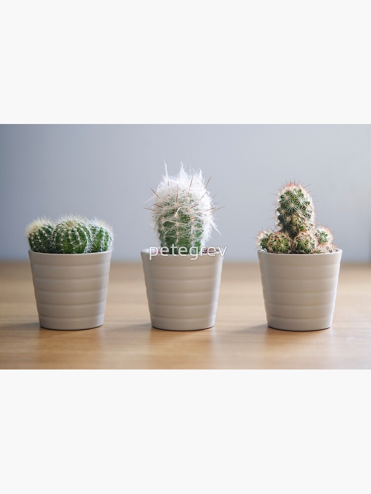 Three Cacti by petegrev