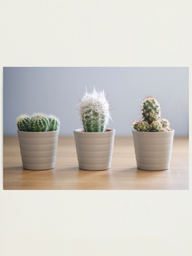 Alternate view of Three Cacti Photographic Print