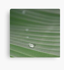 Raindrop 1 Leinwanddruck