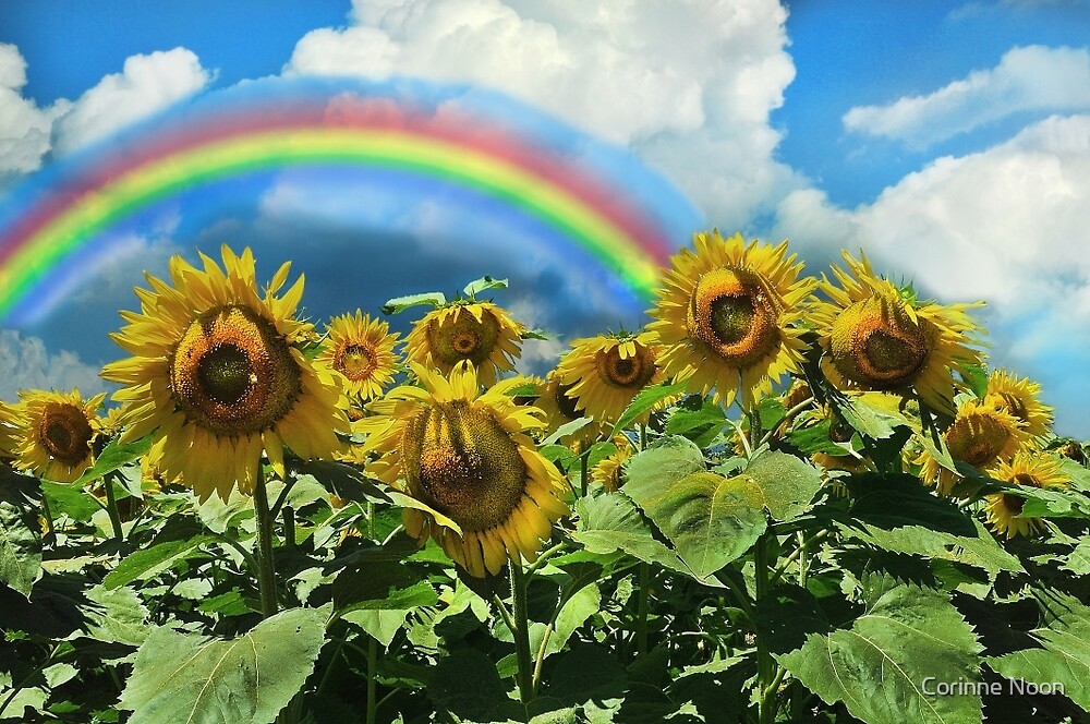 "Buttonwoods Sunflowers with Rainbow" by Corinne Noon Redbubble