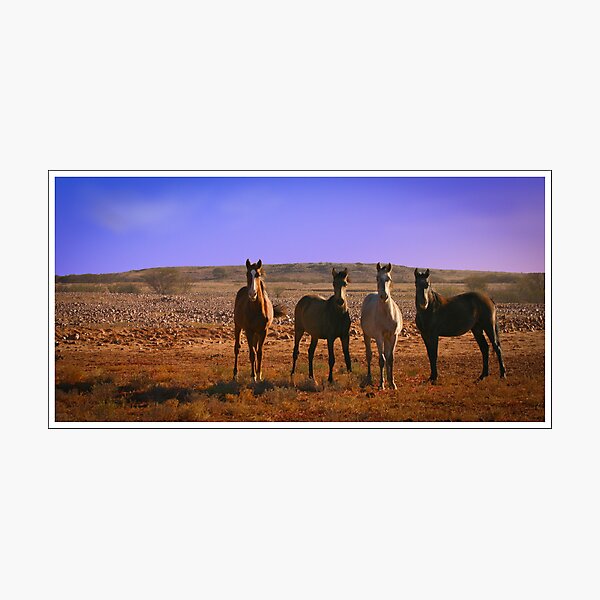 Item preview, Wild Horses on the Oodnadatta designed and sold by Paul Barralet.