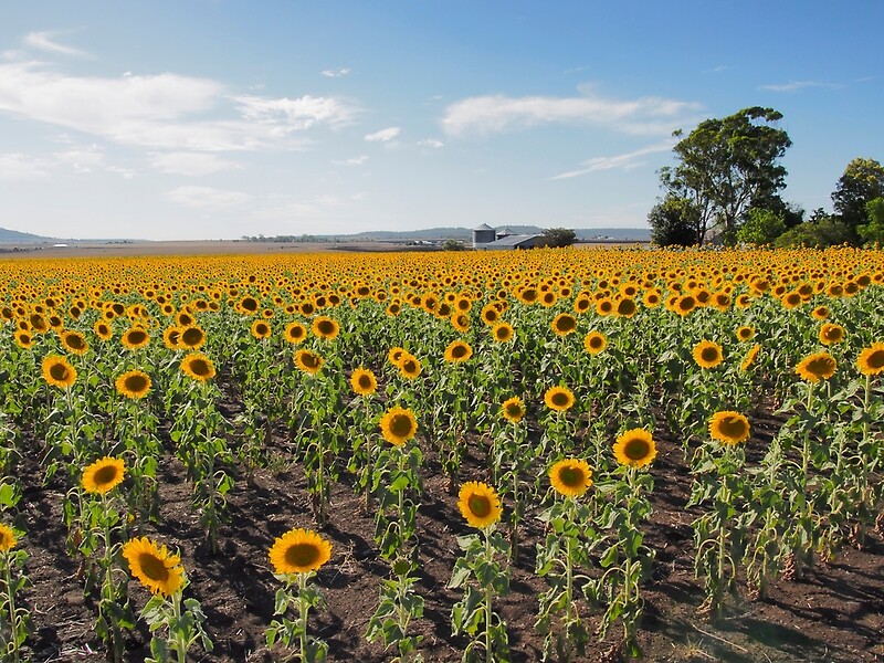 "Sunflower Fields In Queensland" by PegasusImages Redbubble