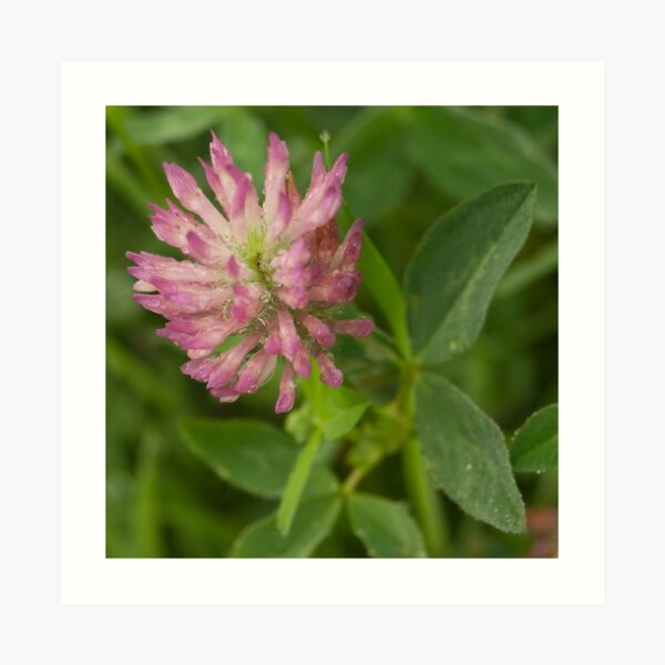 Red Clover flower, saturated with dew Art Print
