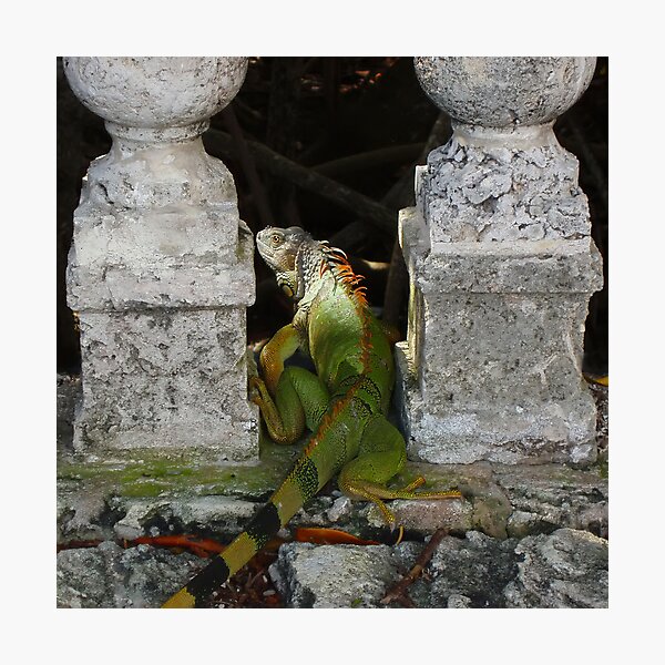 Green Iguana Photographic Print