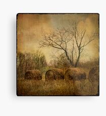drapé dans les ors de l'automne... Metal Print