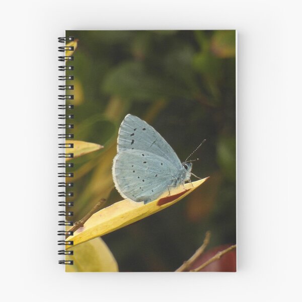 Item preview, Adonis Blue designed and sold by Fay Freshwater.