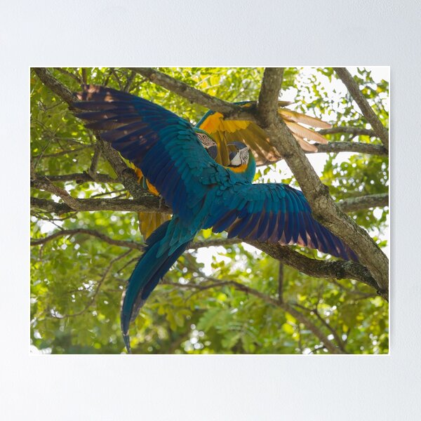 Item preview, A pair of macaws have a tussle designed and sold by Faraaz Abdool.
