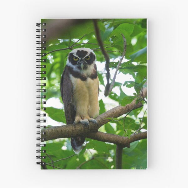 Item preview, Glaring Spectacled Owl designed and sold by Faraaz Abdool.
