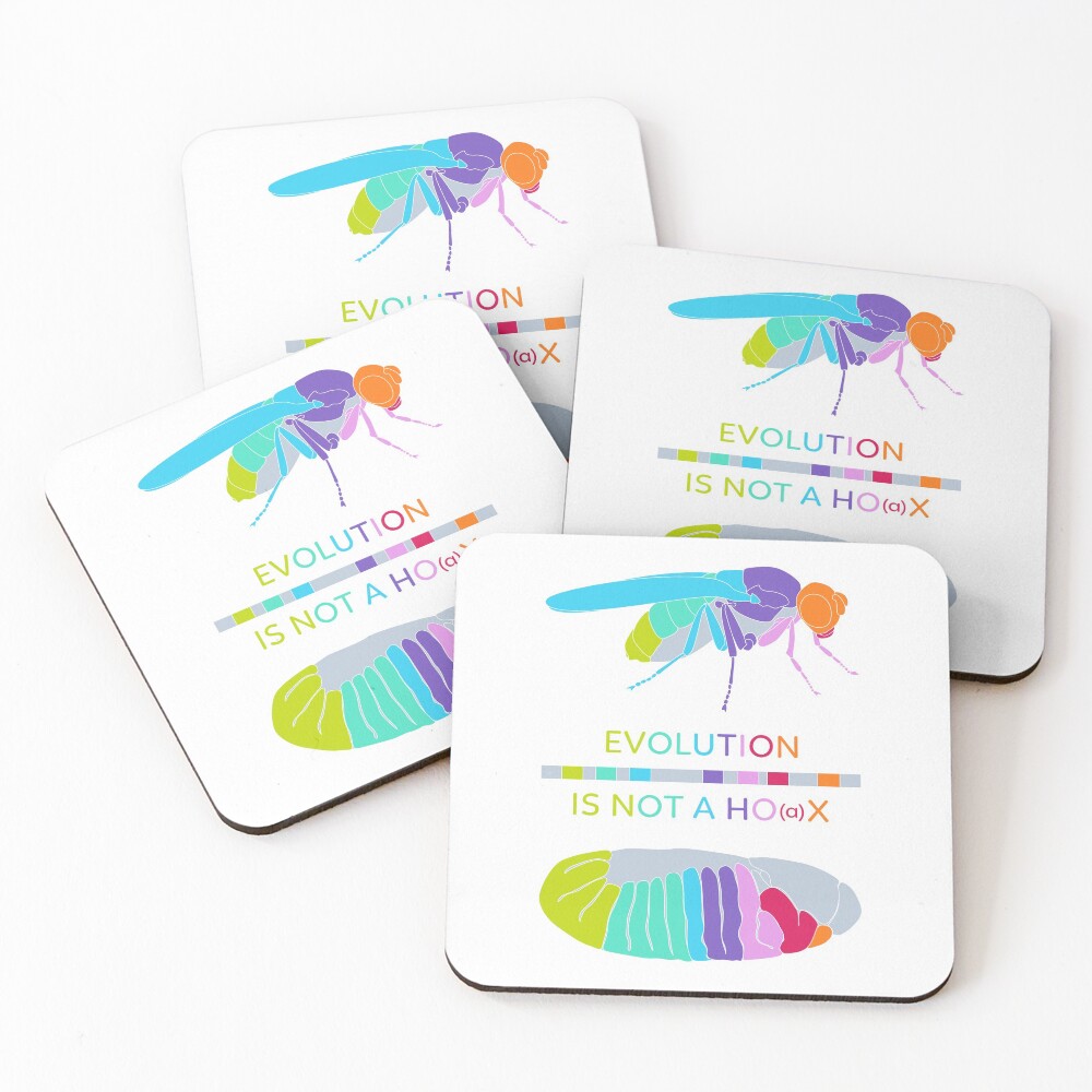 Drosophila Hox Genes - Evolution is not a Ho(a)x Coasters (Set of 4)