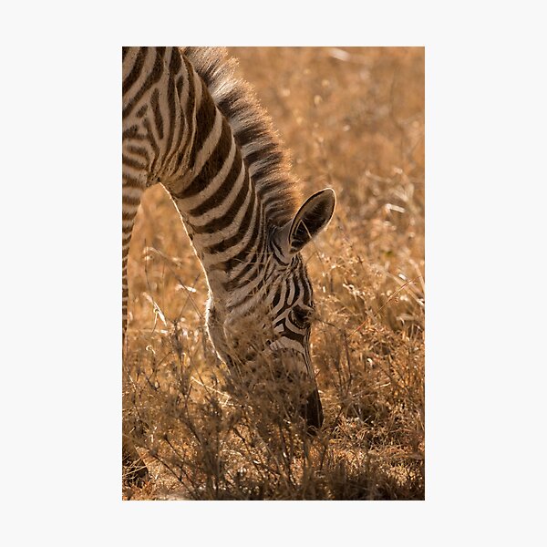 Zebra in Golden Light Photographic Print