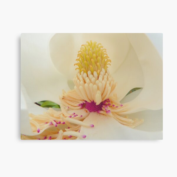 Magnolia grandiflora Metal Print