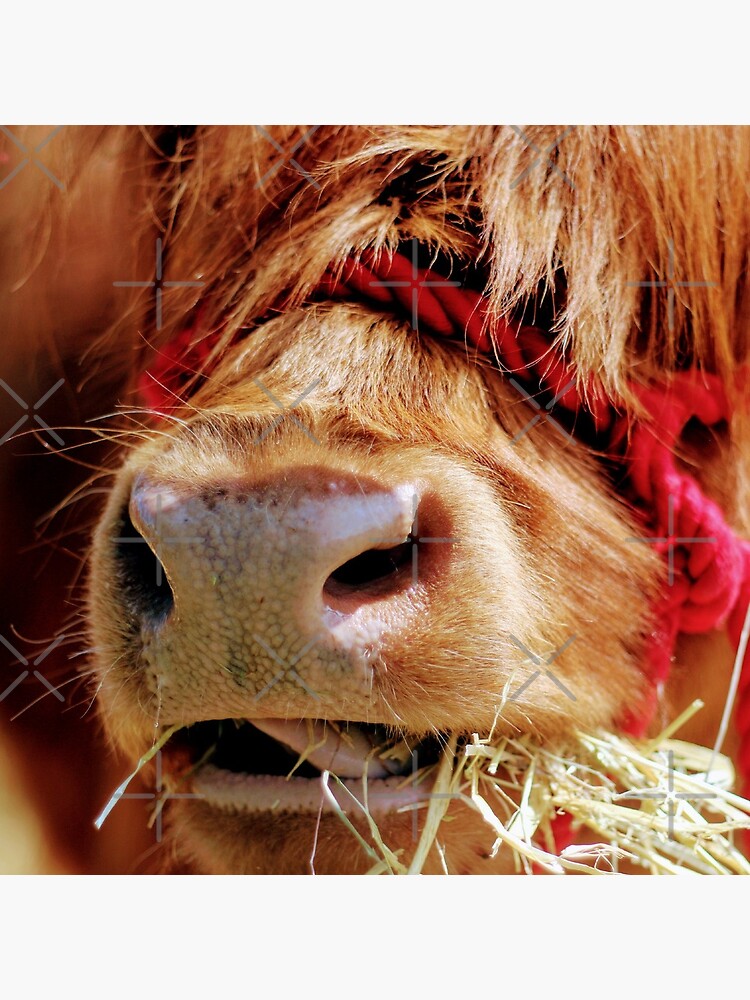 Chewing on hay by Seashorepics