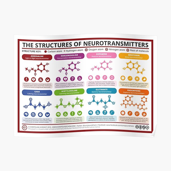 Chemical Structures of Neurotransmitters Poster