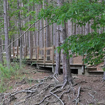Imagen de la obra Exposed Roots de JECunningham