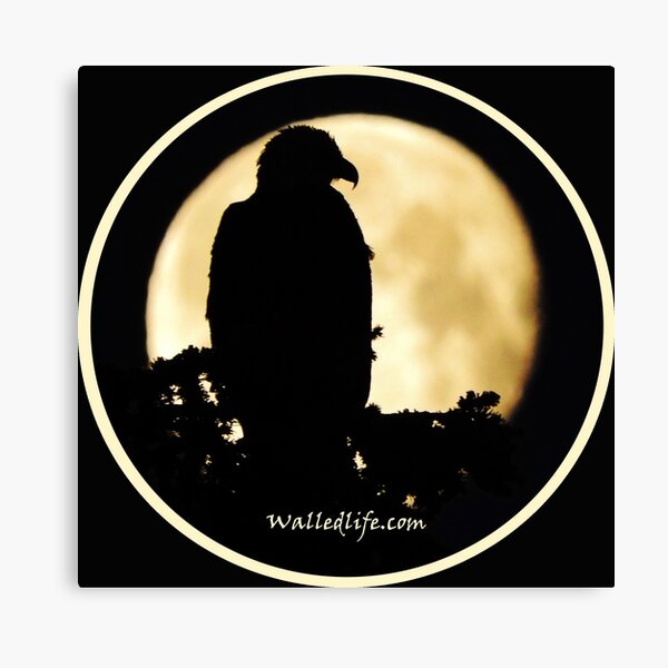 Eagle Silhouette Canvas Print
