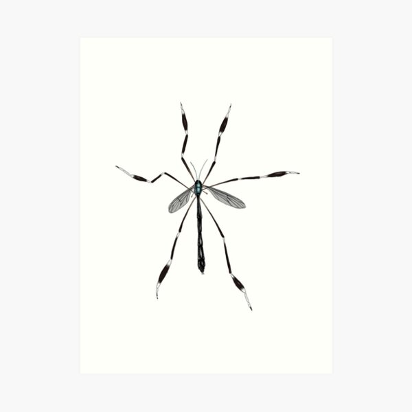Phantom crane fly - Bittacomorpha clavipes Art Print