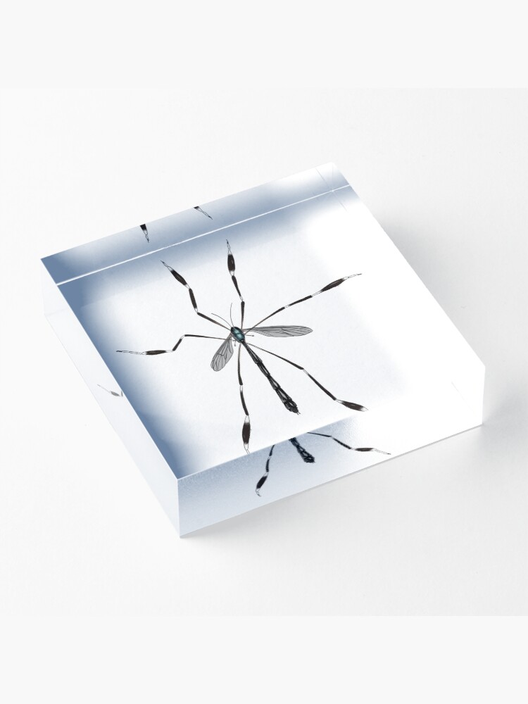 Alternate view of Phantom crane fly - Bittacomorpha clavipes Acrylic Block