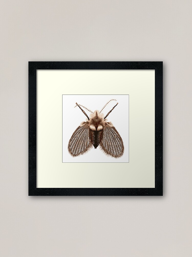 Alternate view of Clogmia albipunctata Framed Art Print