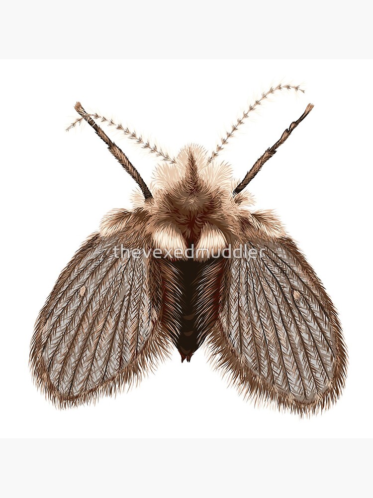Clogmia albipunctata by thevexedmuddler