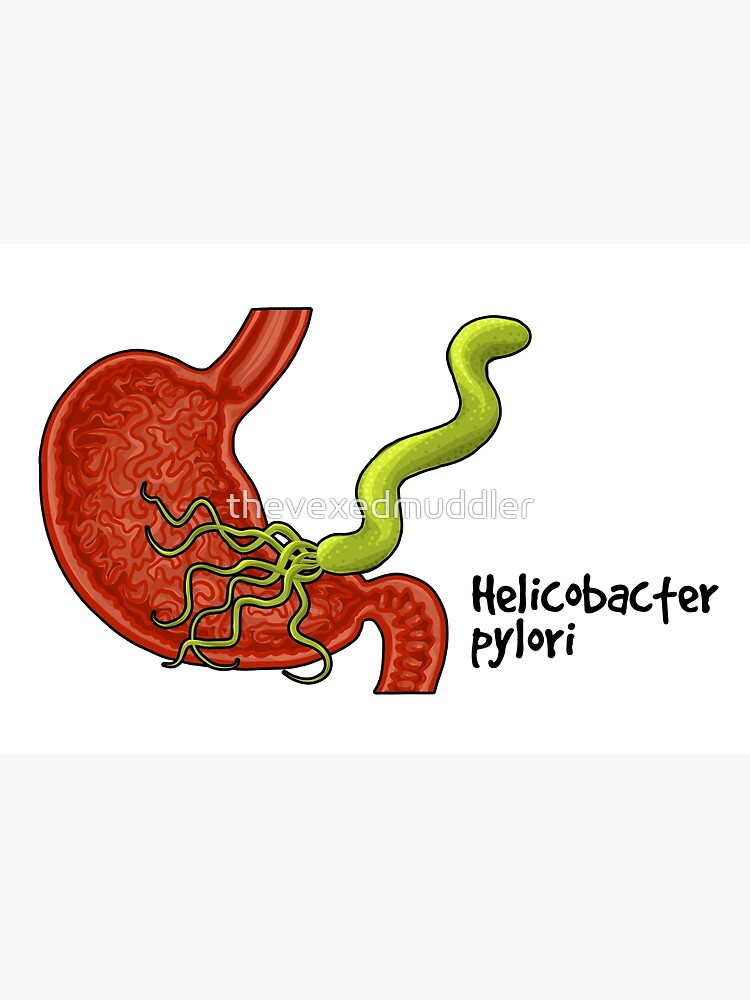 Helicobacter pylori by thevexedmuddler