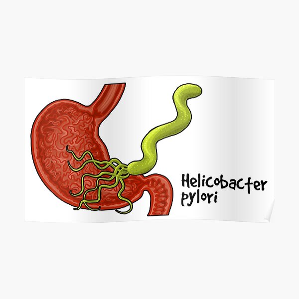 Helicobacter pylori Poster