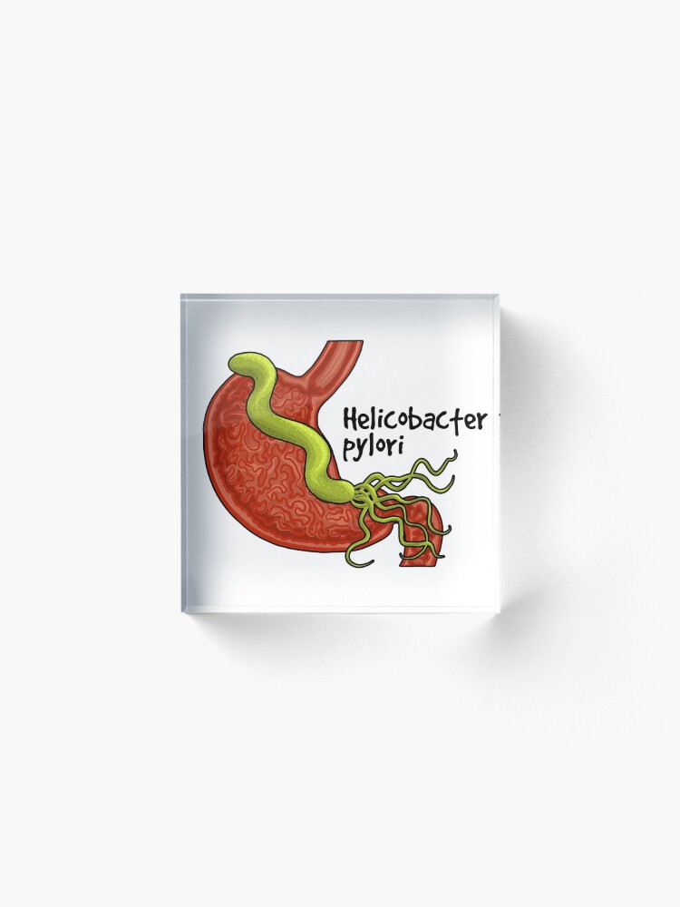 Alternate view of Helicobacter pylori Acrylic Block
