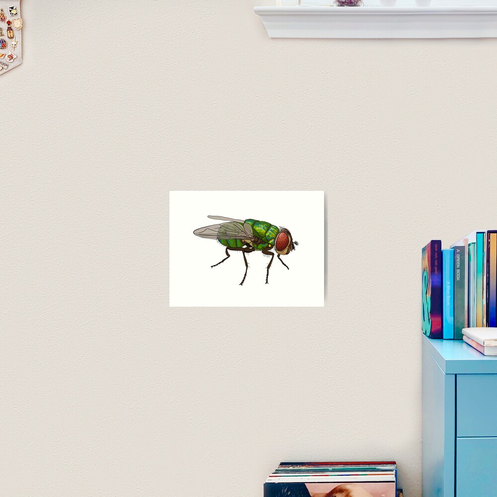 Chrysomya megacephala blowfly Art Print