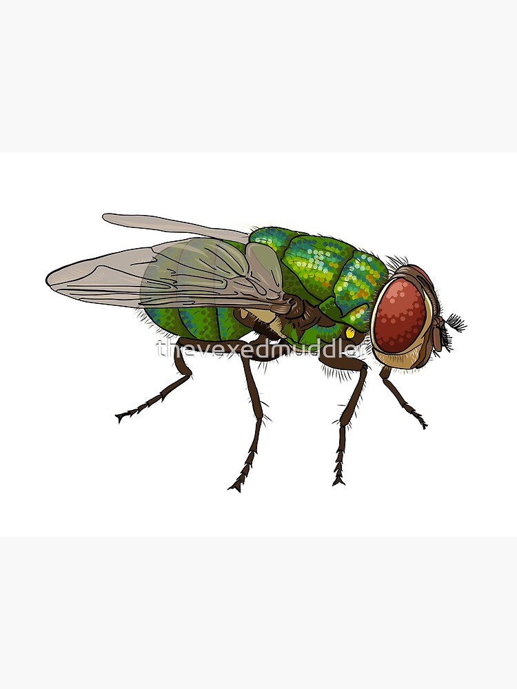 Chrysomya megacephala blowfly by thevexedmuddler