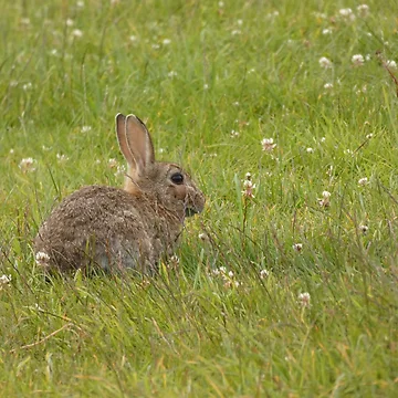 Artwork thumbnail, Shy Rabbit by C Rose